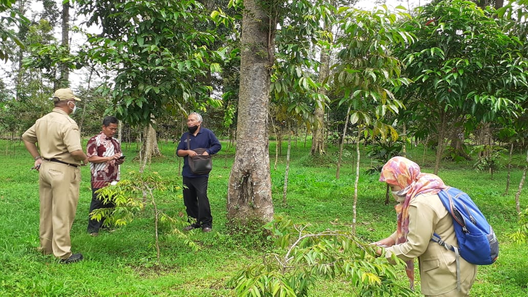 64f9c3f937658_Identifikasi Tanaman Di Arboretum.jpeg