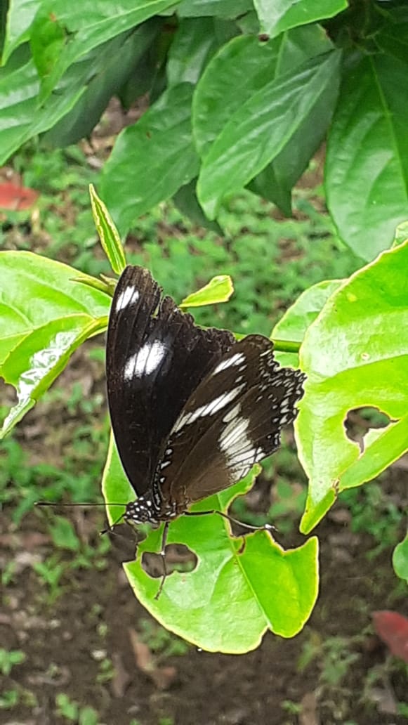 64f9c3f9aa128_Identifikasi Tanaman Di Arboretum1.jpeg