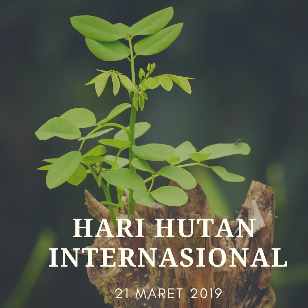 64fc03d2e773d_Hari Hutan Internasional Tahun 2019.jpg