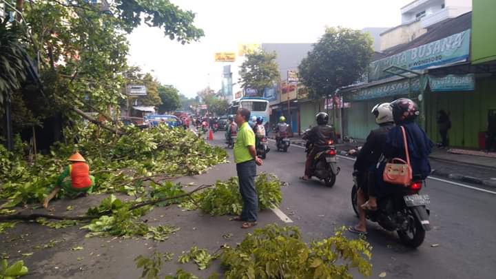 64fc074b688cb_Merambas Pohon Sekitar Jalan Raya Depan Pasar Induk Wonosobo.jpeg
